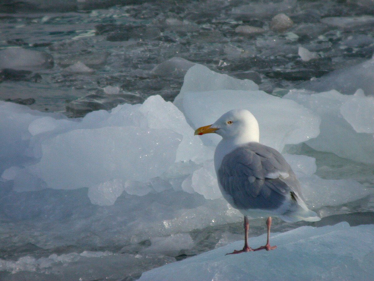 Glaucous Gull reference