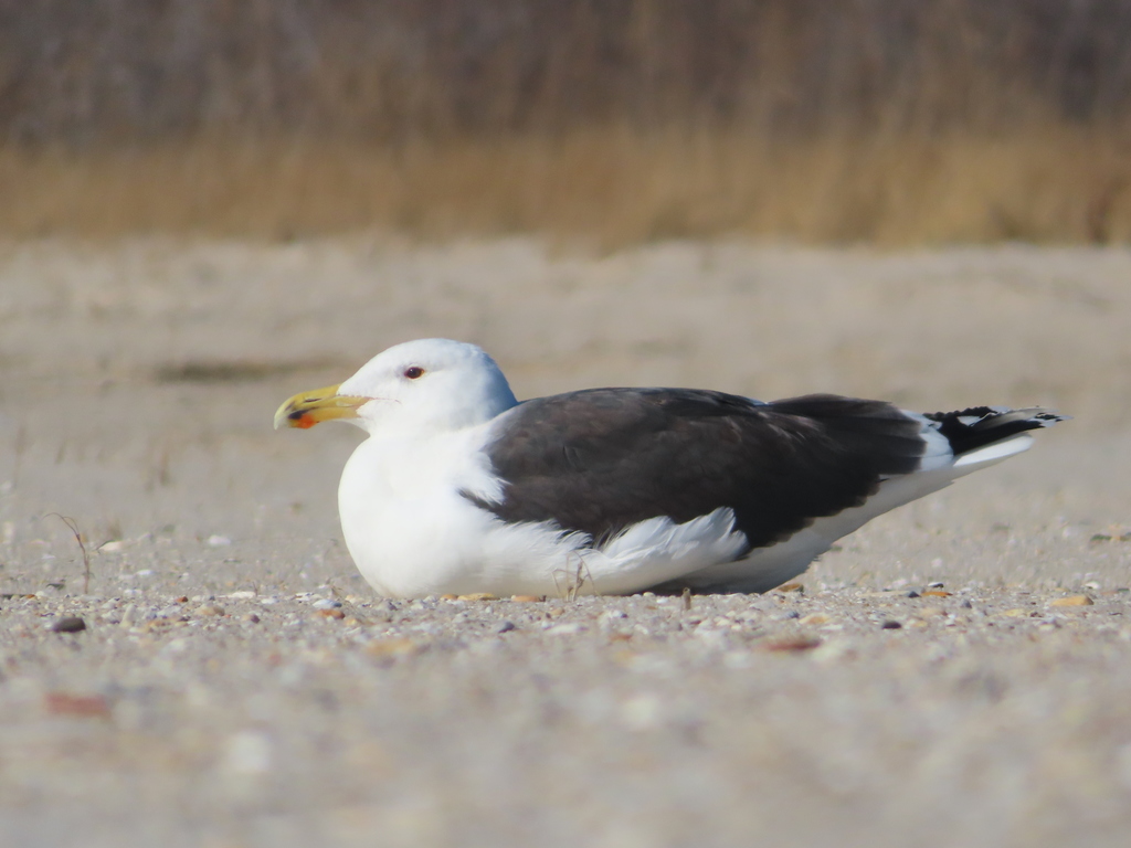 Great Black-backed Gull reference