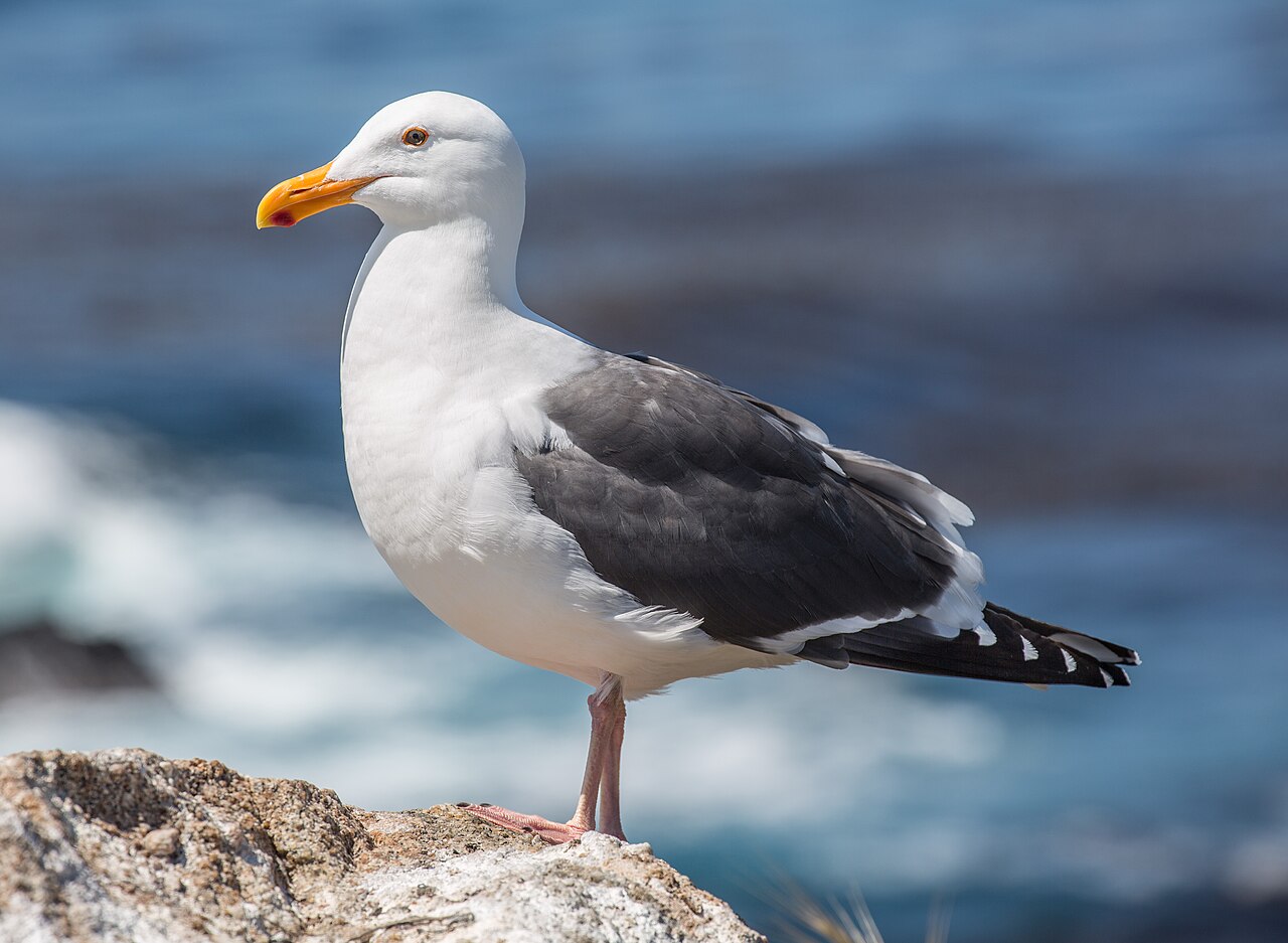 Western Gull reference