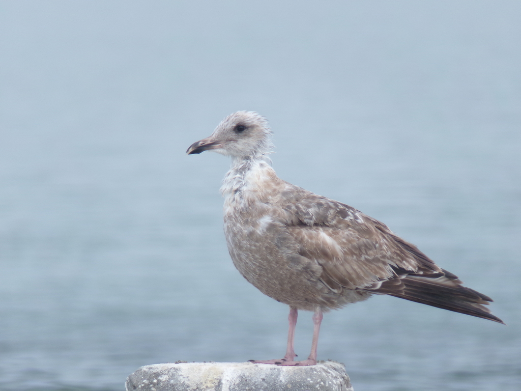 American Herring Gull reference