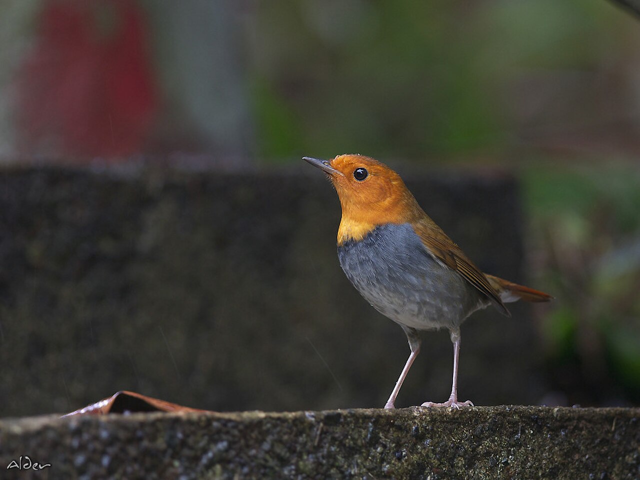 Japanese Robin reference