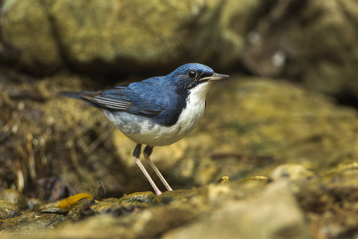 Siberian Blue Robin reference