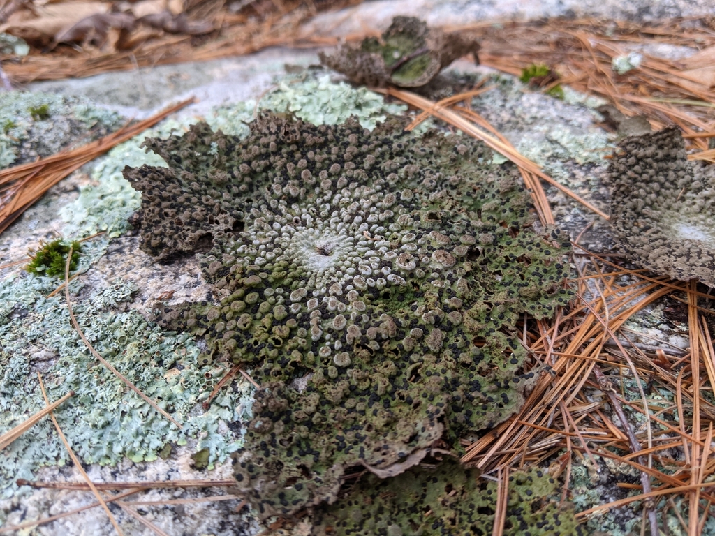 Common Toadskin Lichen reference