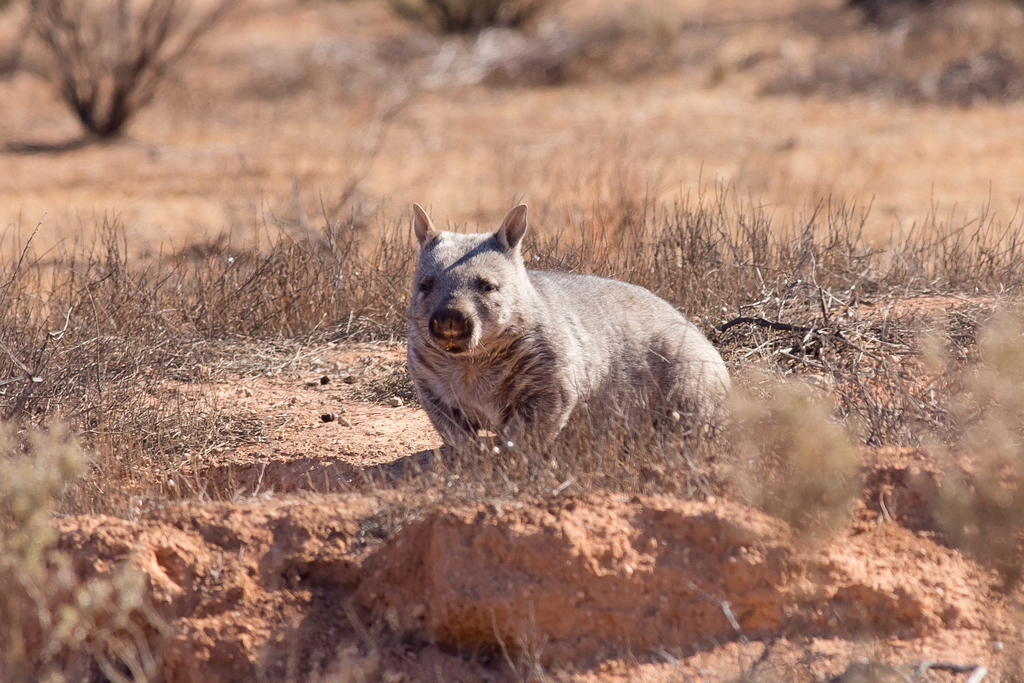 Southern Hairy-nosed Wombat reference