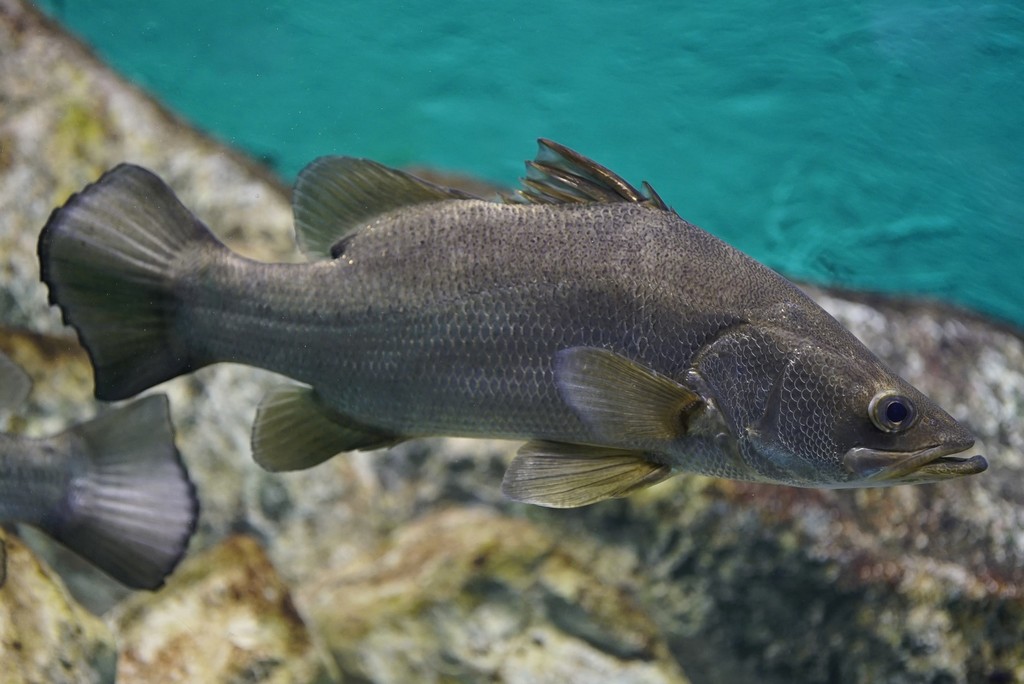 Nile Perch reference