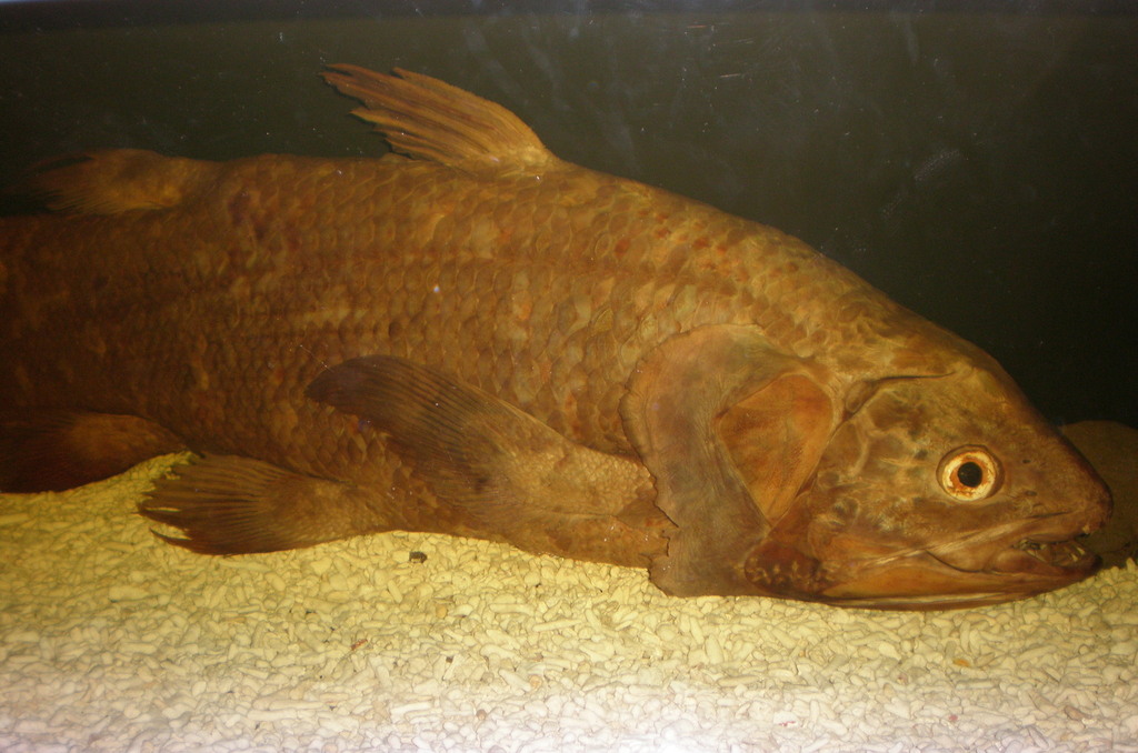 West Indian Ocean Coelacanth reference