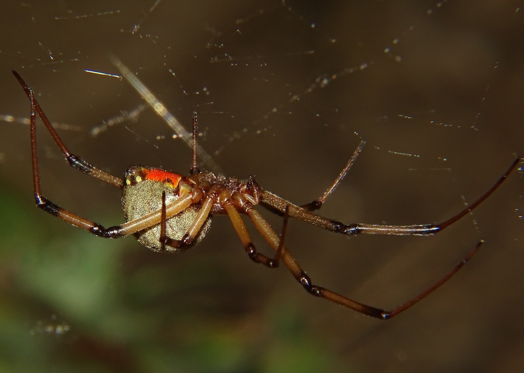 Brown Widow reference