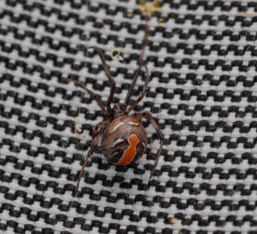 Redback Spider reference