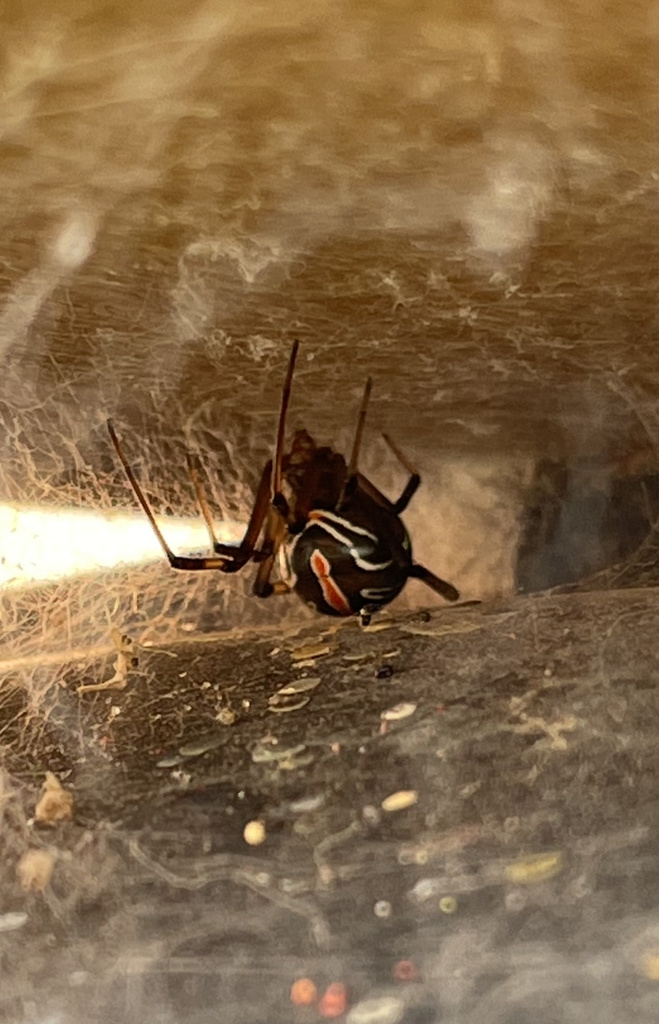 Western Black Widow reference