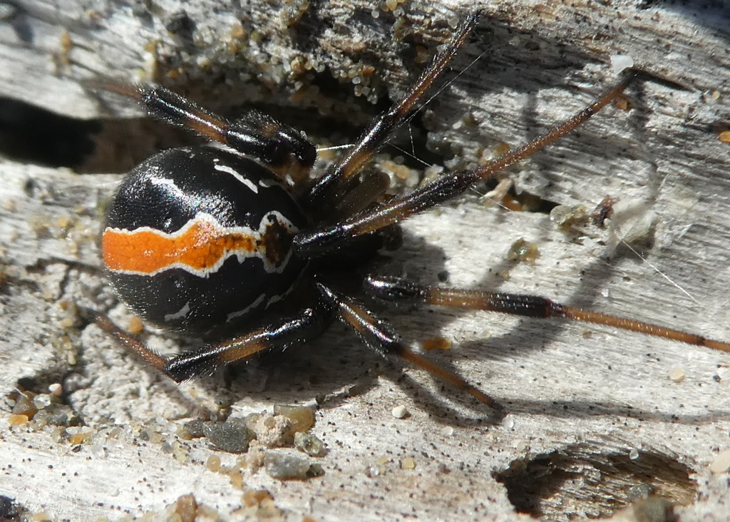 Katipō Spider reference