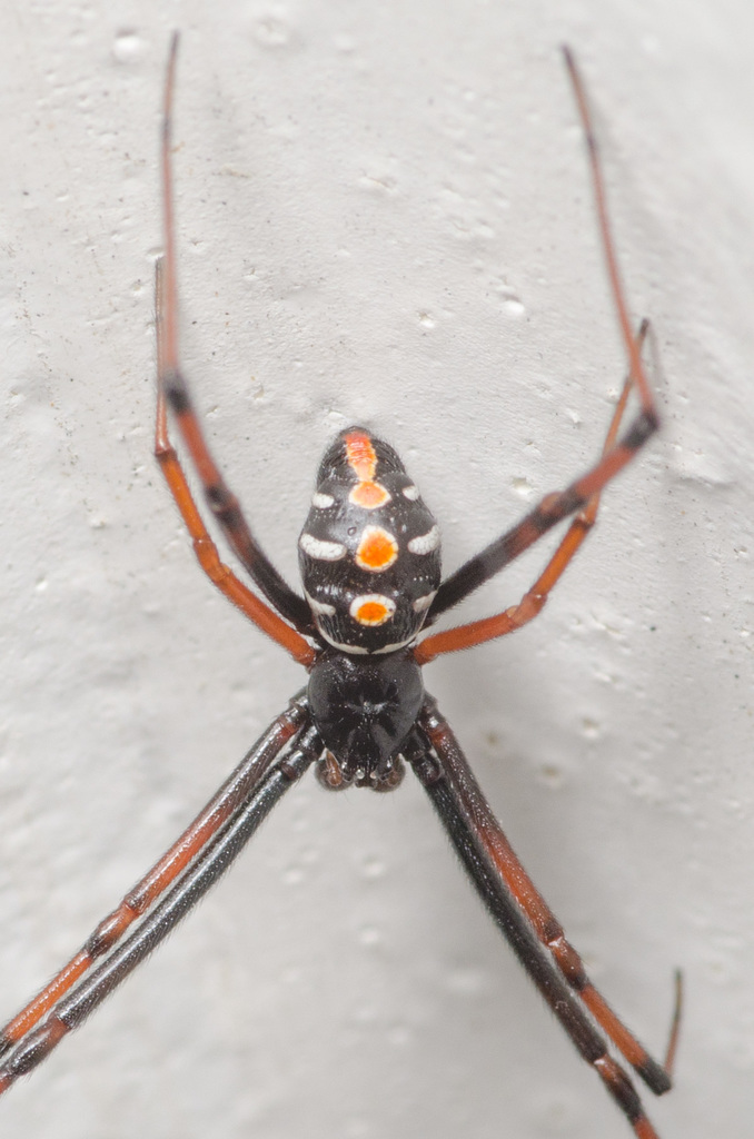 Southern Black Widow reference