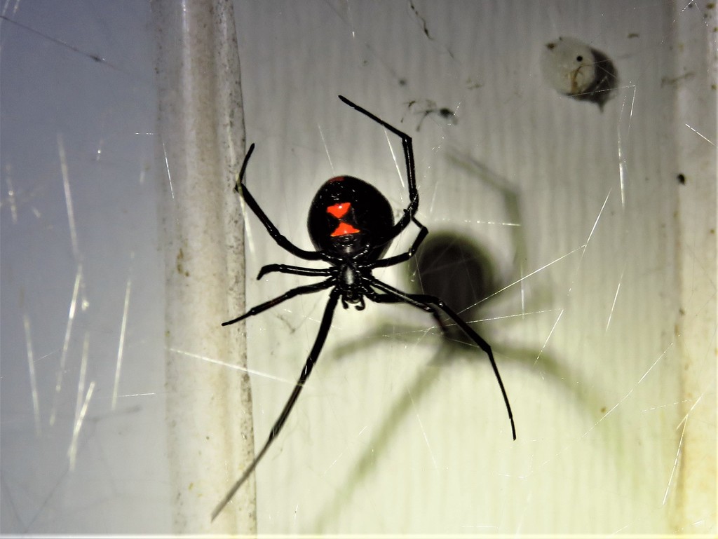 Northern Black Widow reference