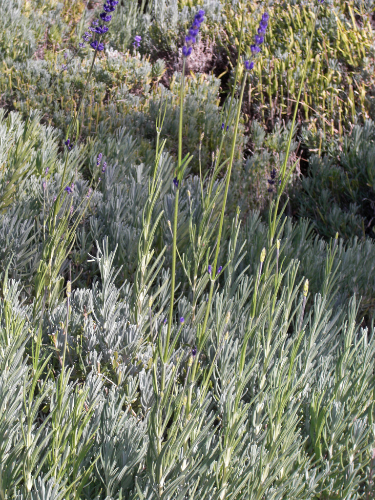 Common Lavender reference