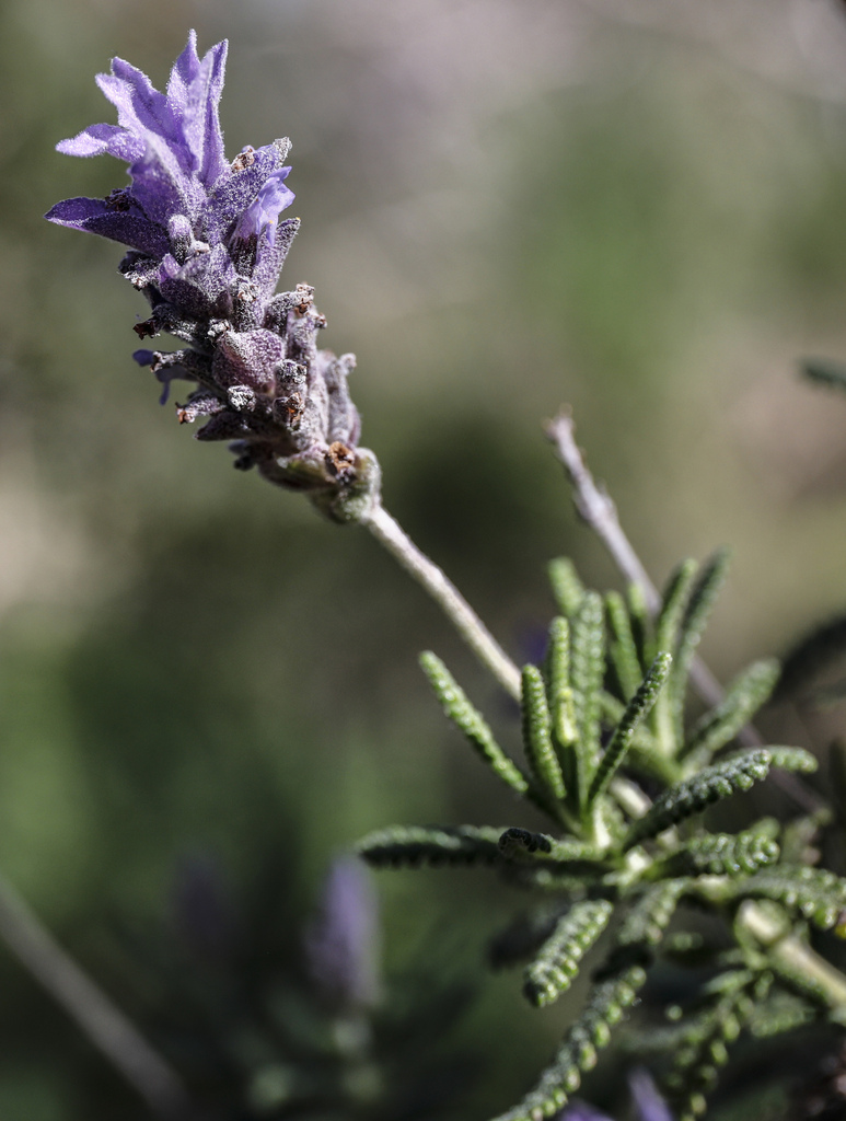 French Lavender reference