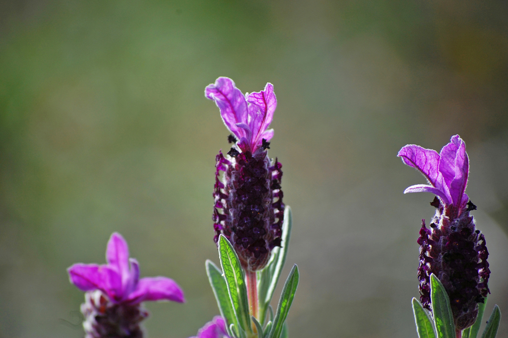 topped lavender reference