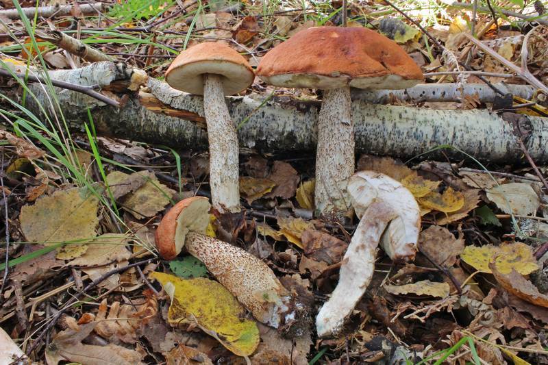 Red-capped Scaber Stalk reference