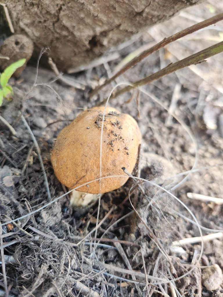 Aspen Bolete reference