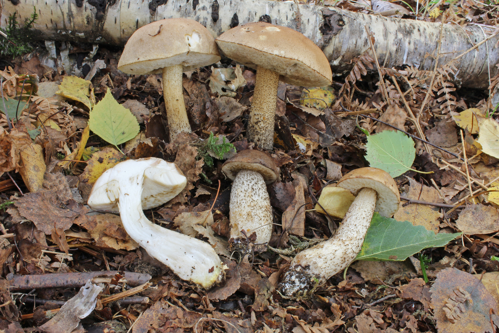 Brown Birch-bolete reference