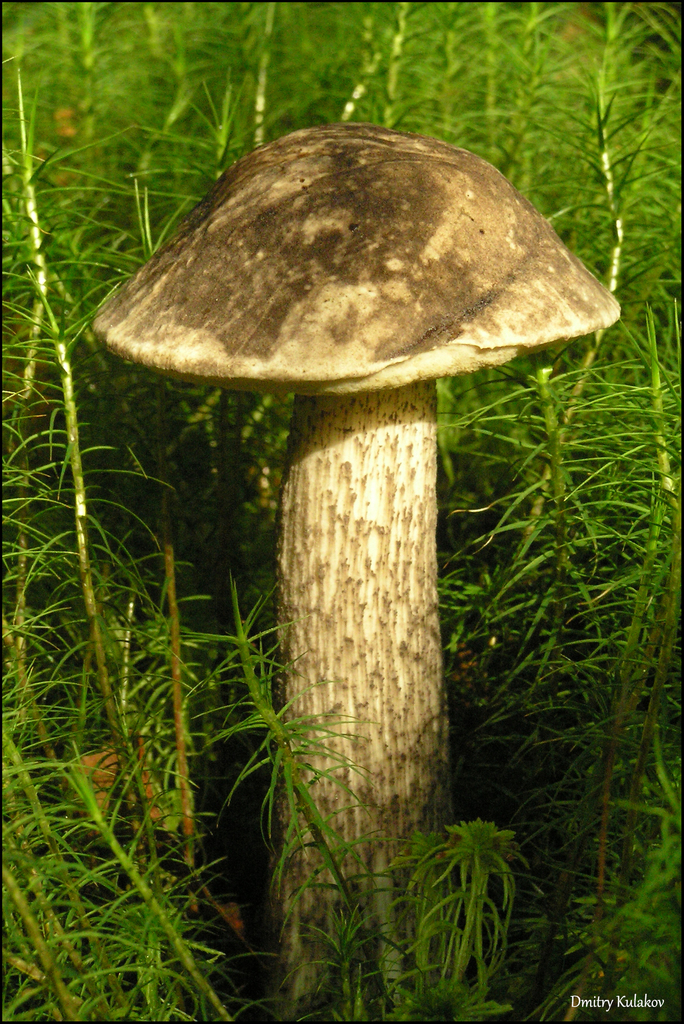Mottled Bolete reference