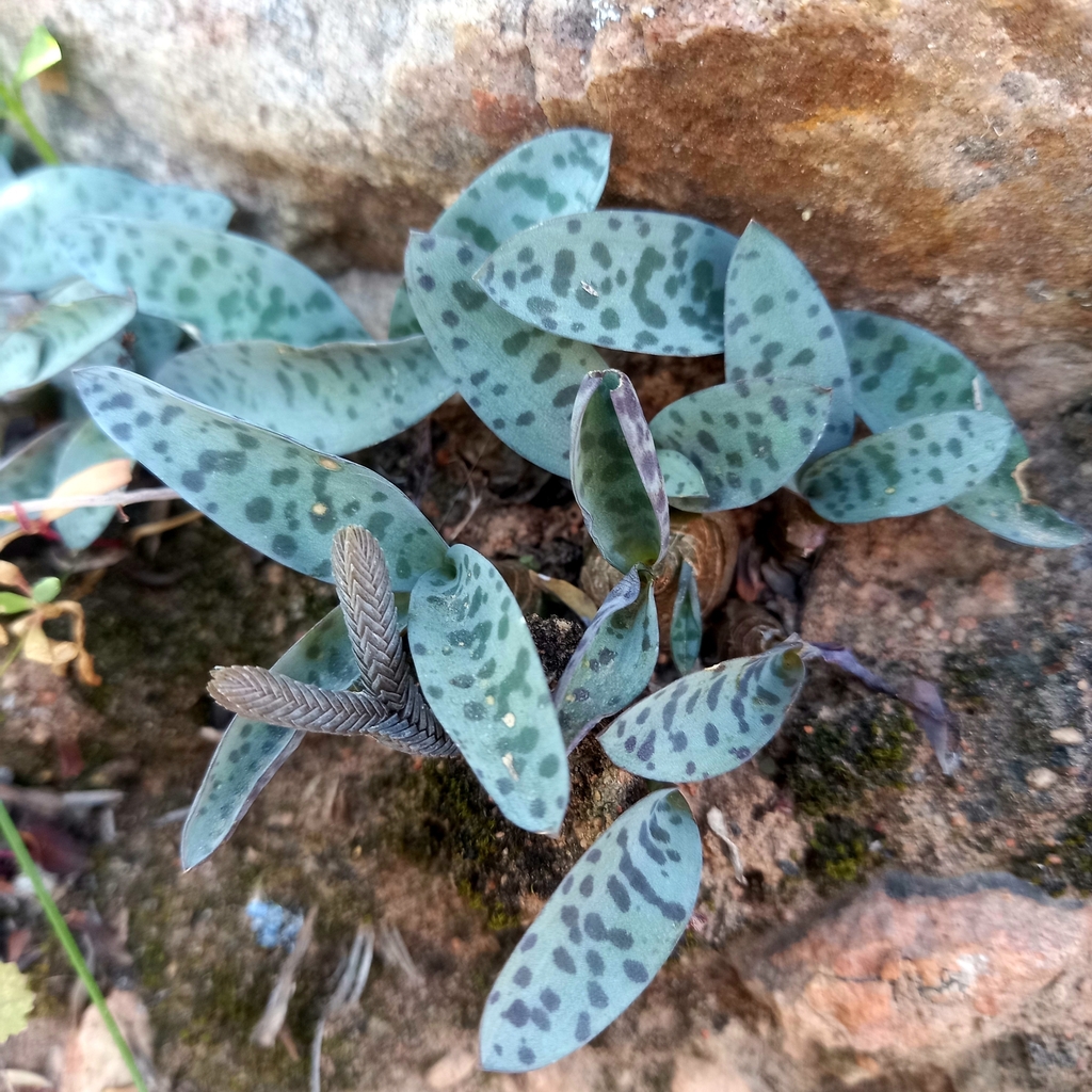 Silver Squill reference
