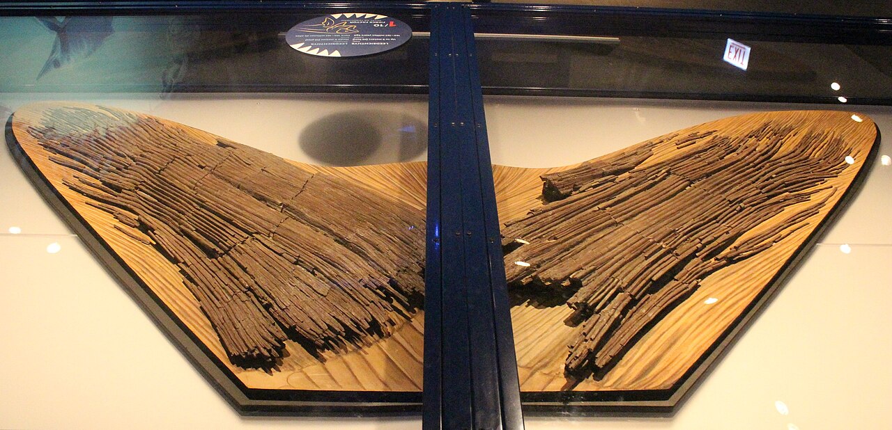 Leedsichthys problematicus reference