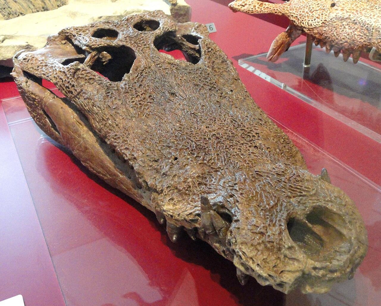 Leidyosuchus canadensis reference