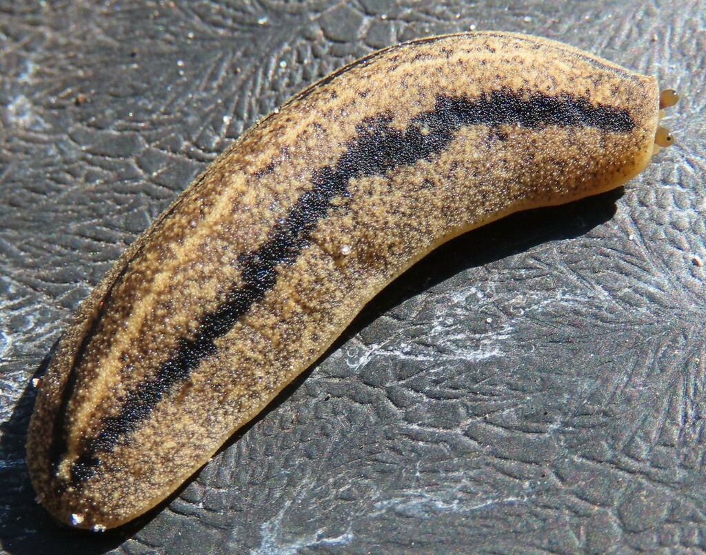 Florida Leatherleaf Slug reference