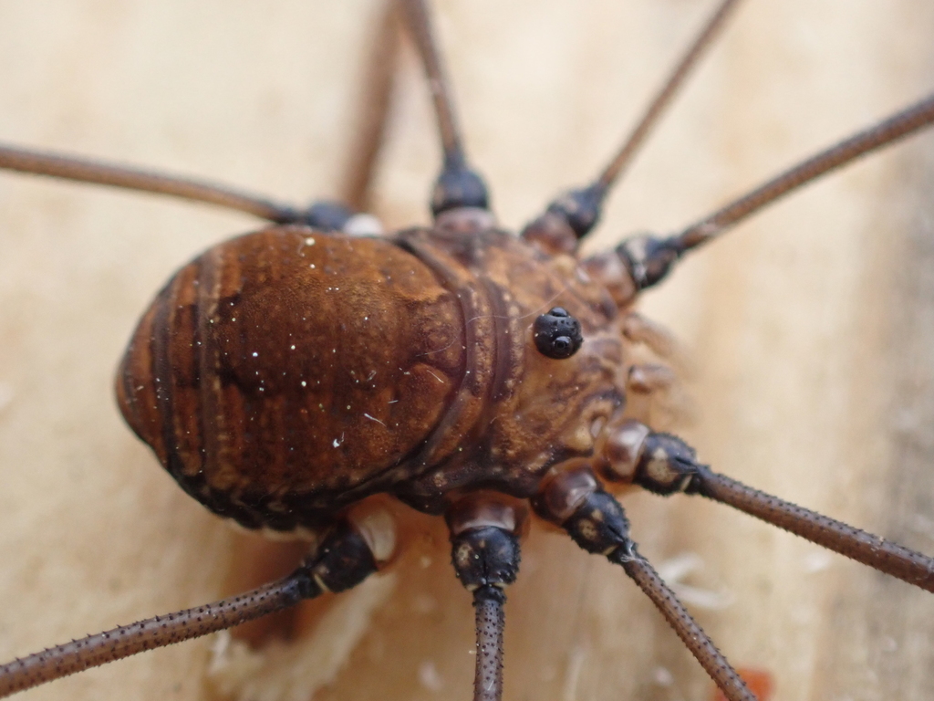 Leiobunum ventricosum reference