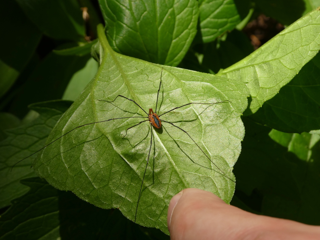 Eastern Harvestman reference