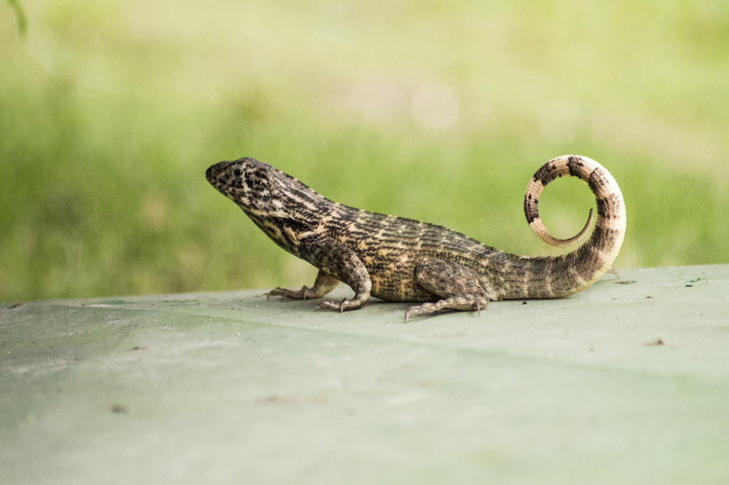 Northern Curly-tailed Lizard reference