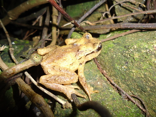 Hamilton's Frog reference