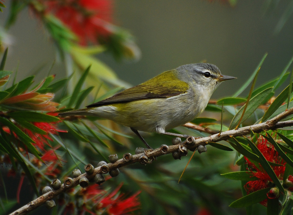 Tennessee Warbler reference