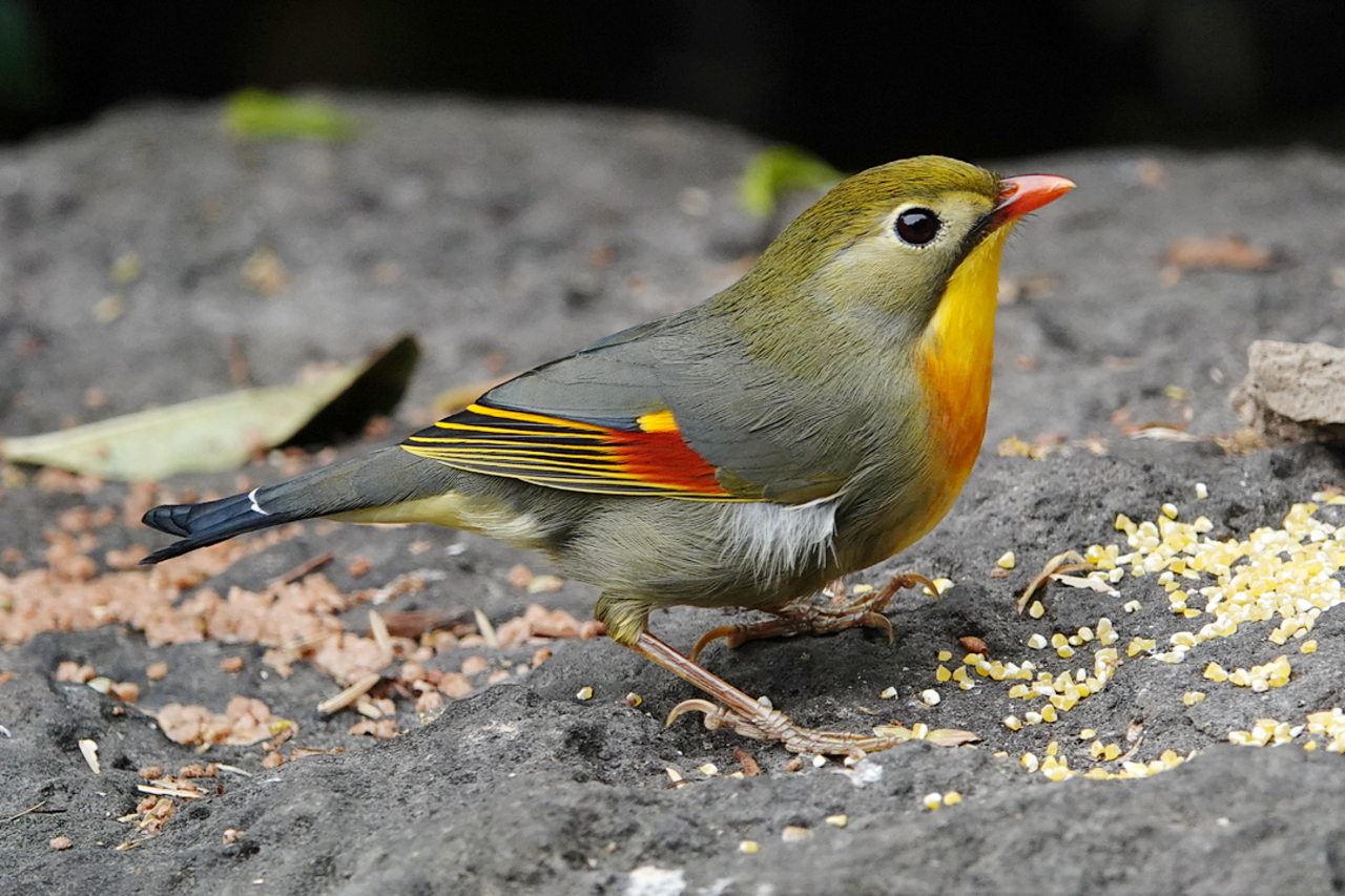 Pekin Robin reference