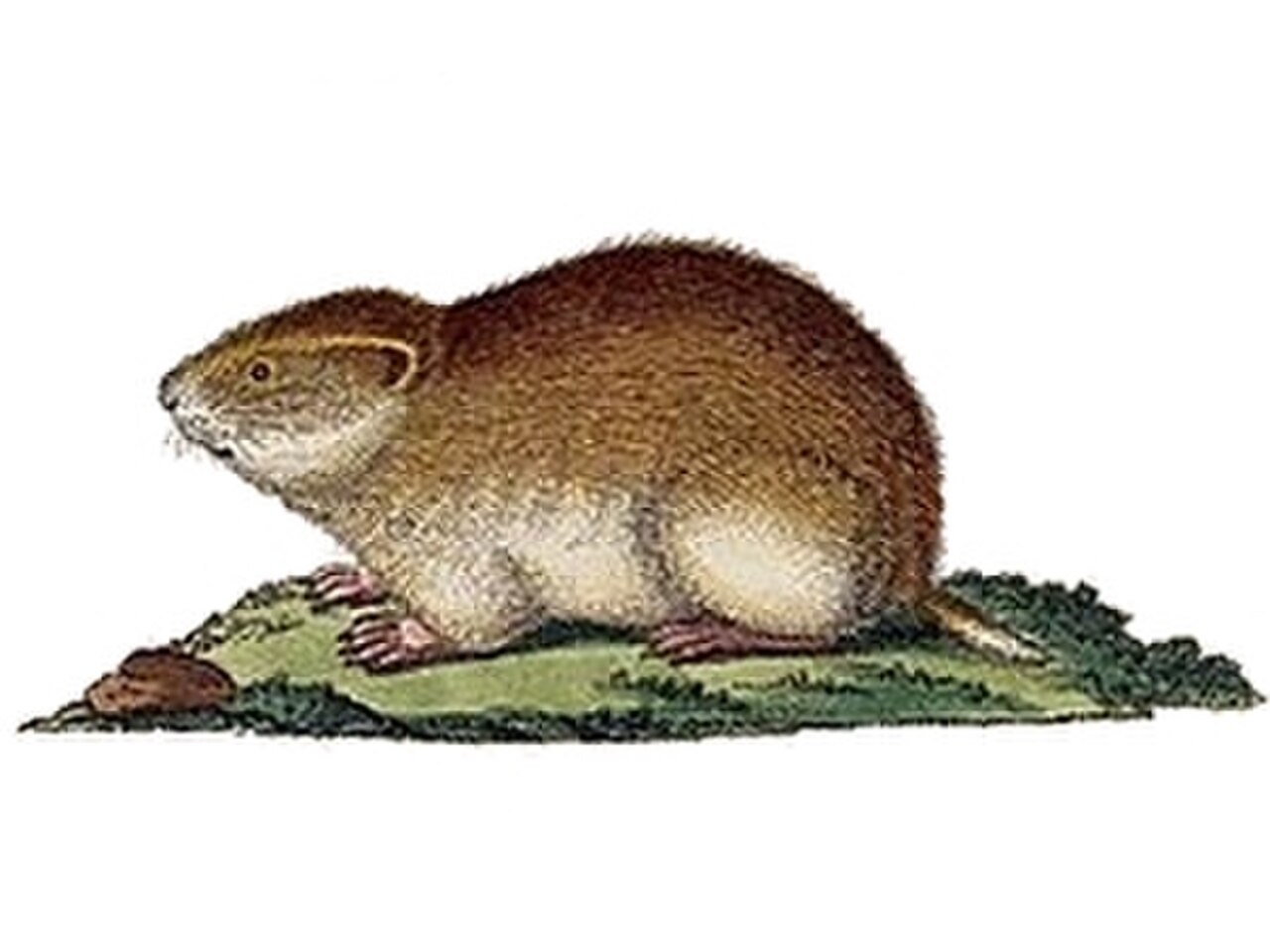 Siberian Lemming reference