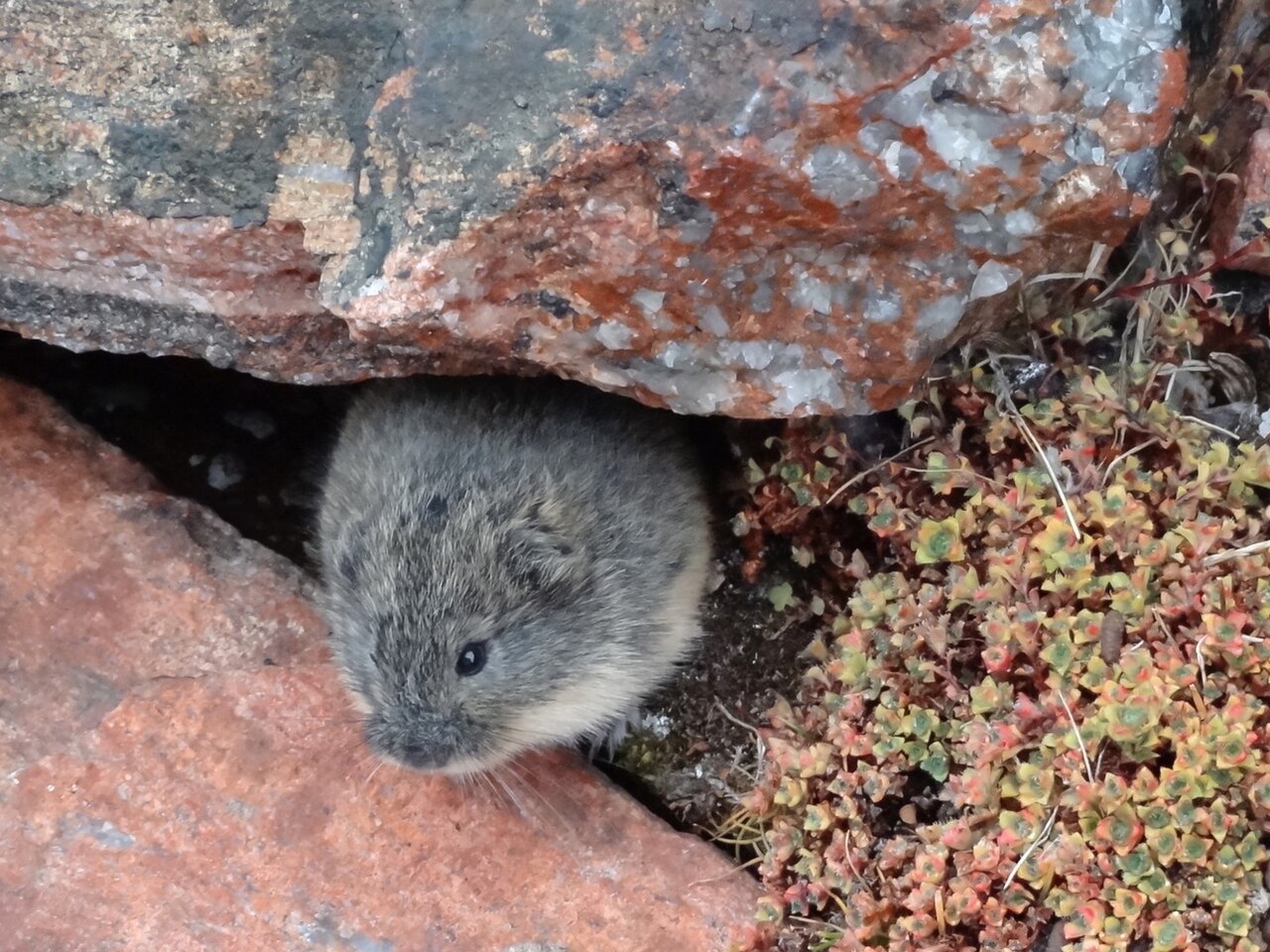 Brown Lemming reference