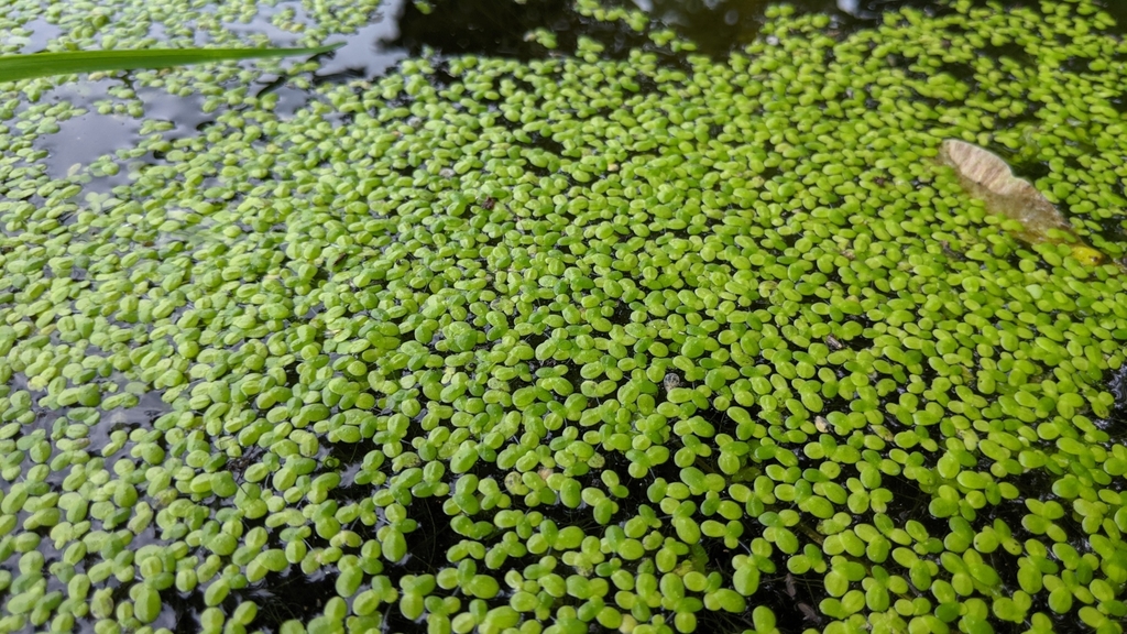 Common Duckweed reference