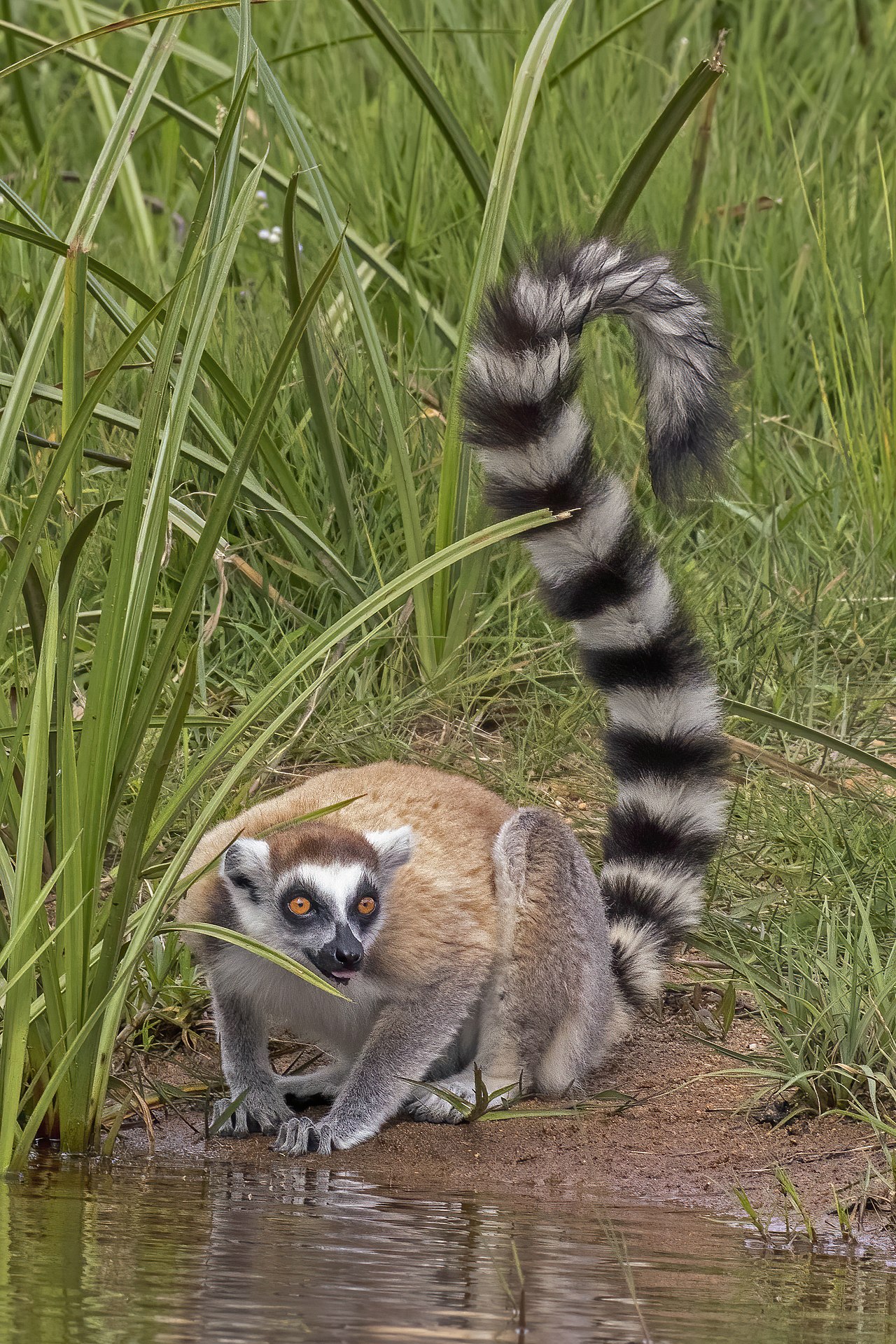 Ring-tailed Lemur reference