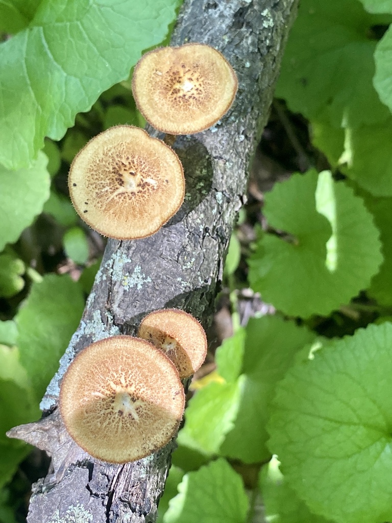 Hexagonal-pored Polypore reference