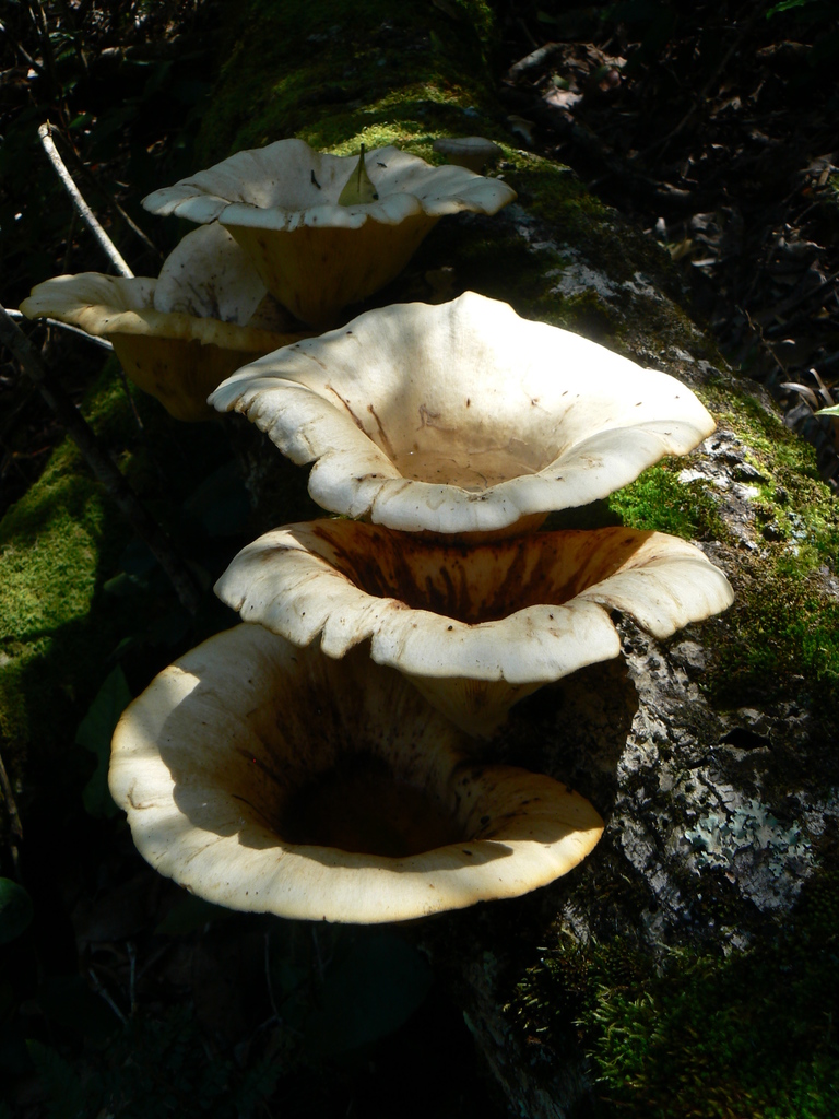Funnel Woodcap reference