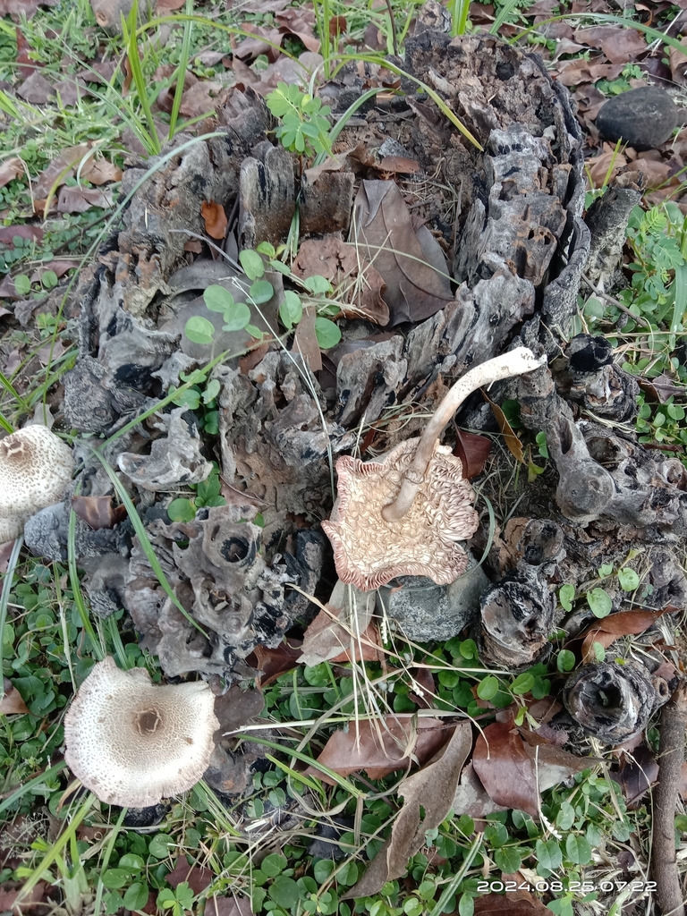 Lentinus squarrosulus reference