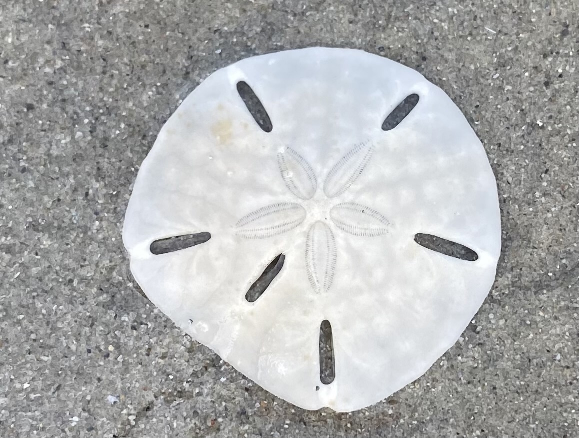 Six-holed Keyhole Urchin reference