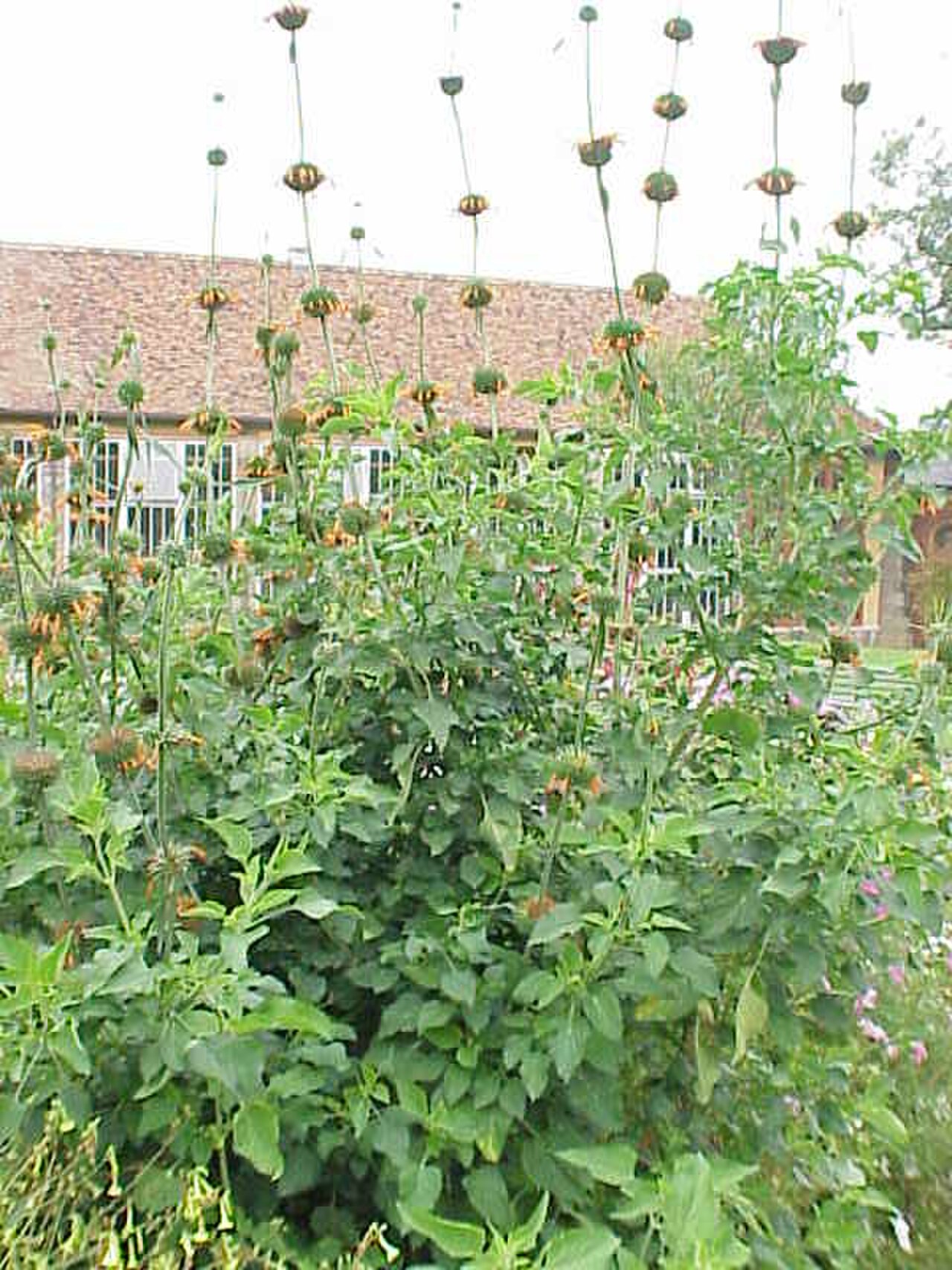 Lion's Ear reference