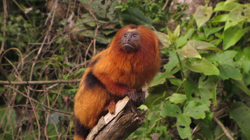 Golden Lion Tamarin reference