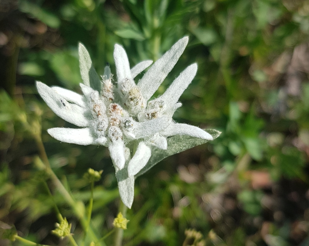 Northern edelweiss reference