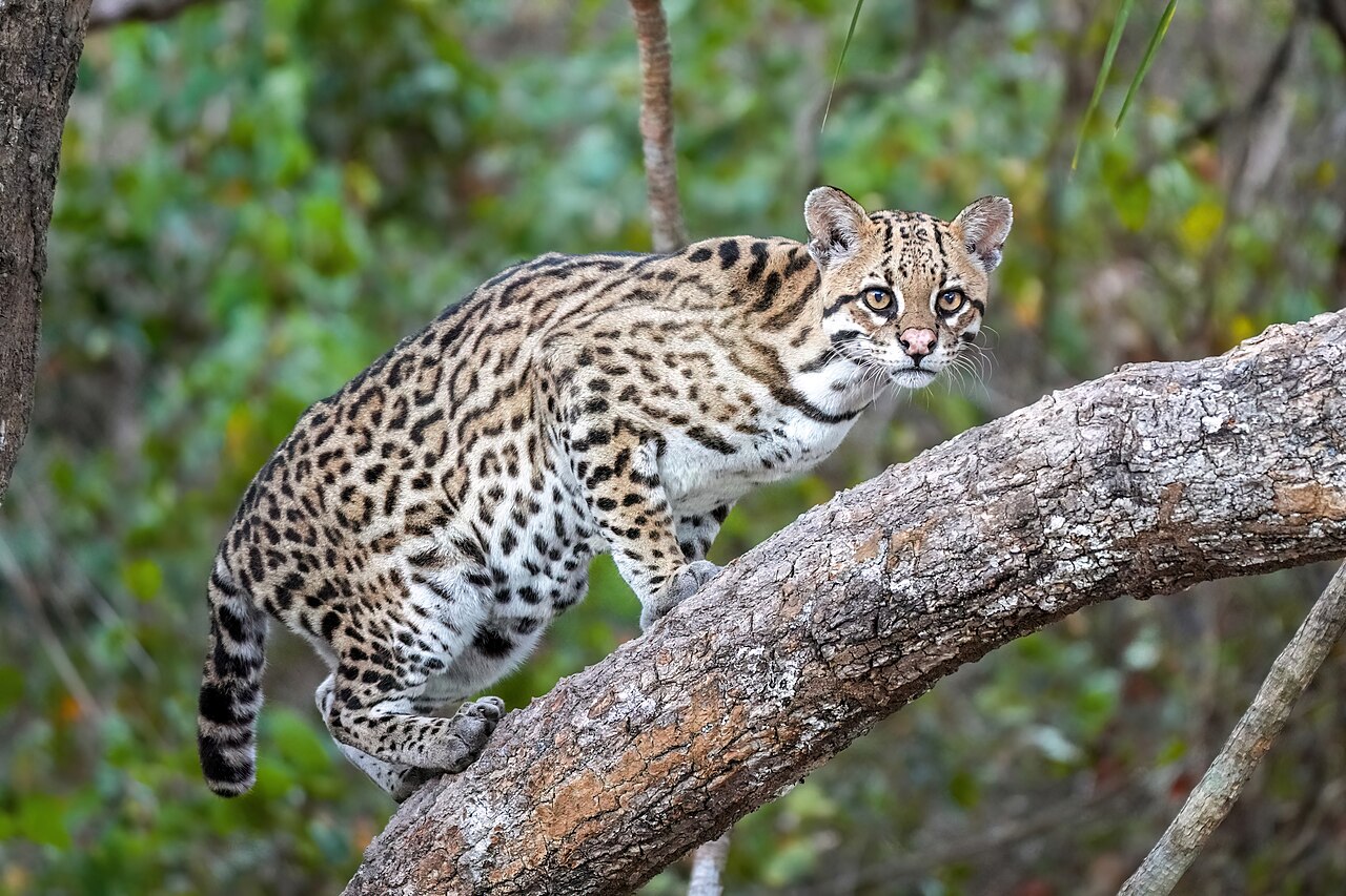 Ocelot reference