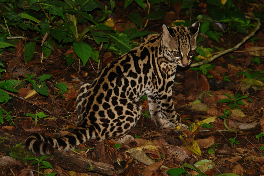 Margay reference