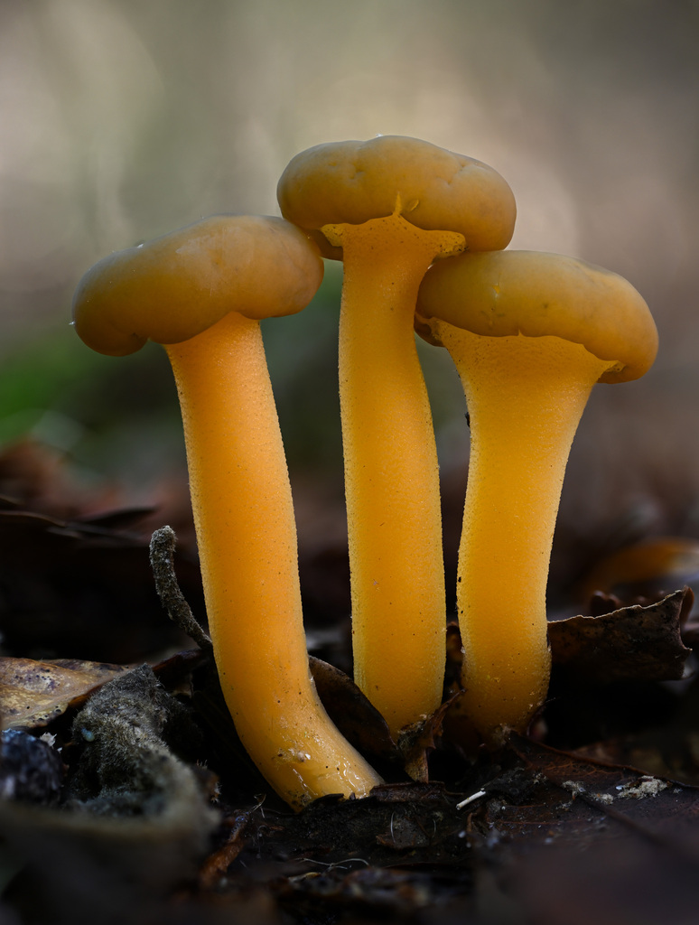 Ochre Jelly Club reference