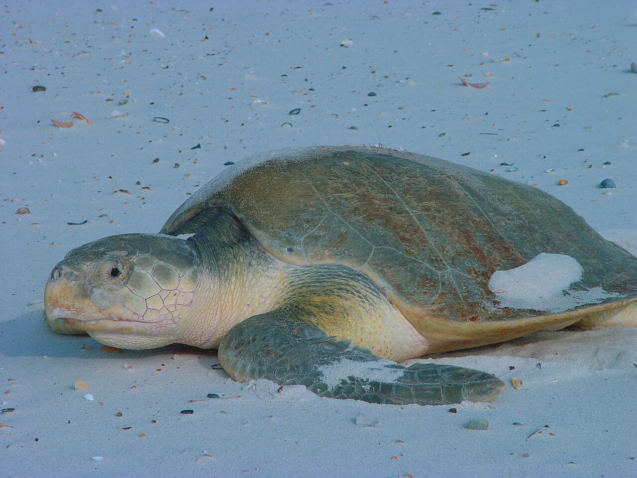 Kemp's Ridley reference