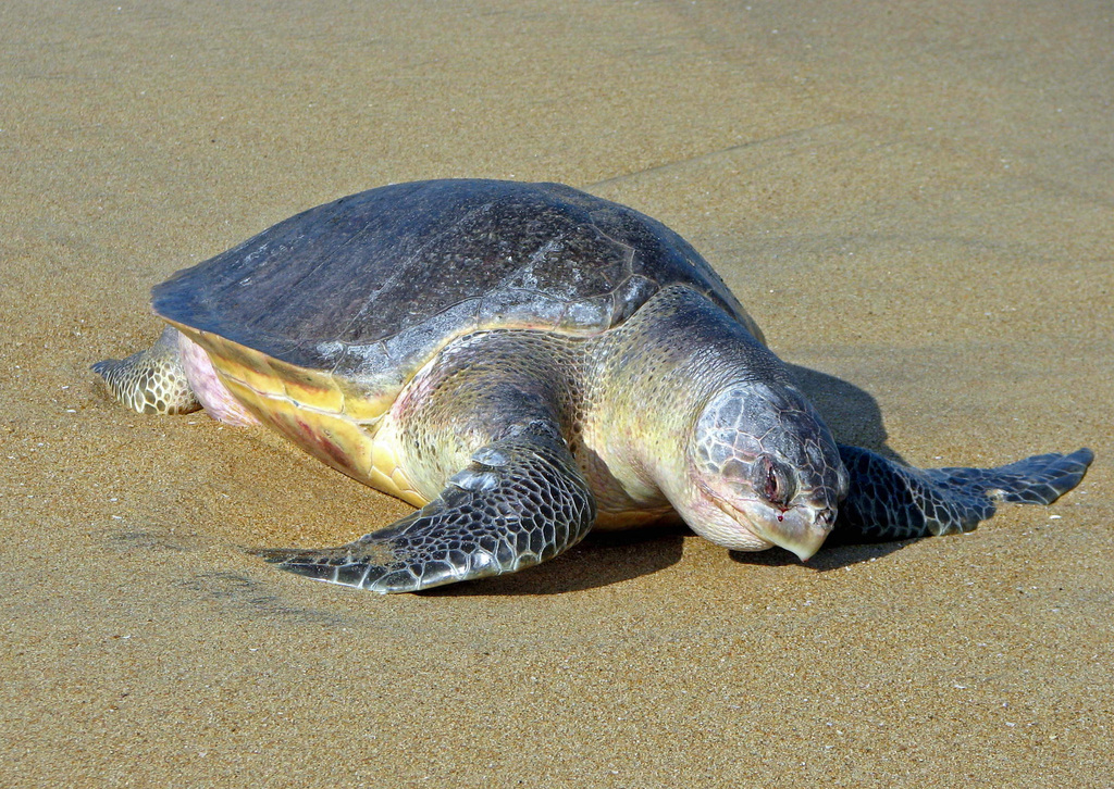 Olive Ridley reference