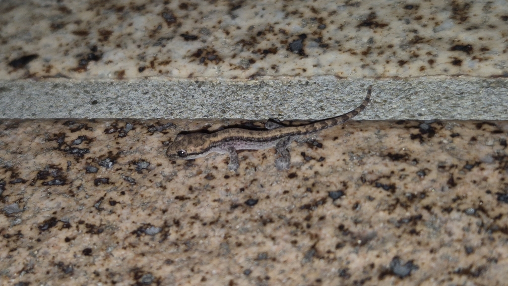 Mourning Gecko reference